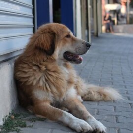 ¿Por qué los perros criollos son únicos? Le contamos qué los hace tan especiales y leales