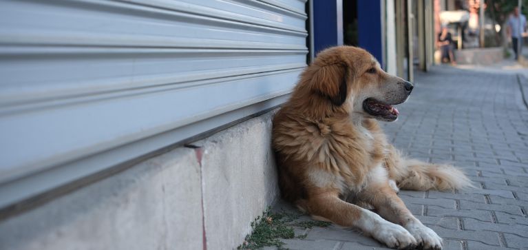 ¿Por qué los perros criollos son únicos? Le contamos qué los hace tan especiales y leales
