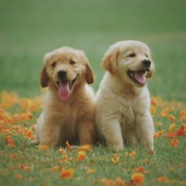 Nueva jornada de adopción animal para este fin de semana en Cali: Conozca cuándo y dónde será