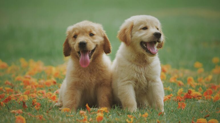 Nueva jornada de adopción animal para este fin de semana en Cali: Conozca cuándo y dónde será