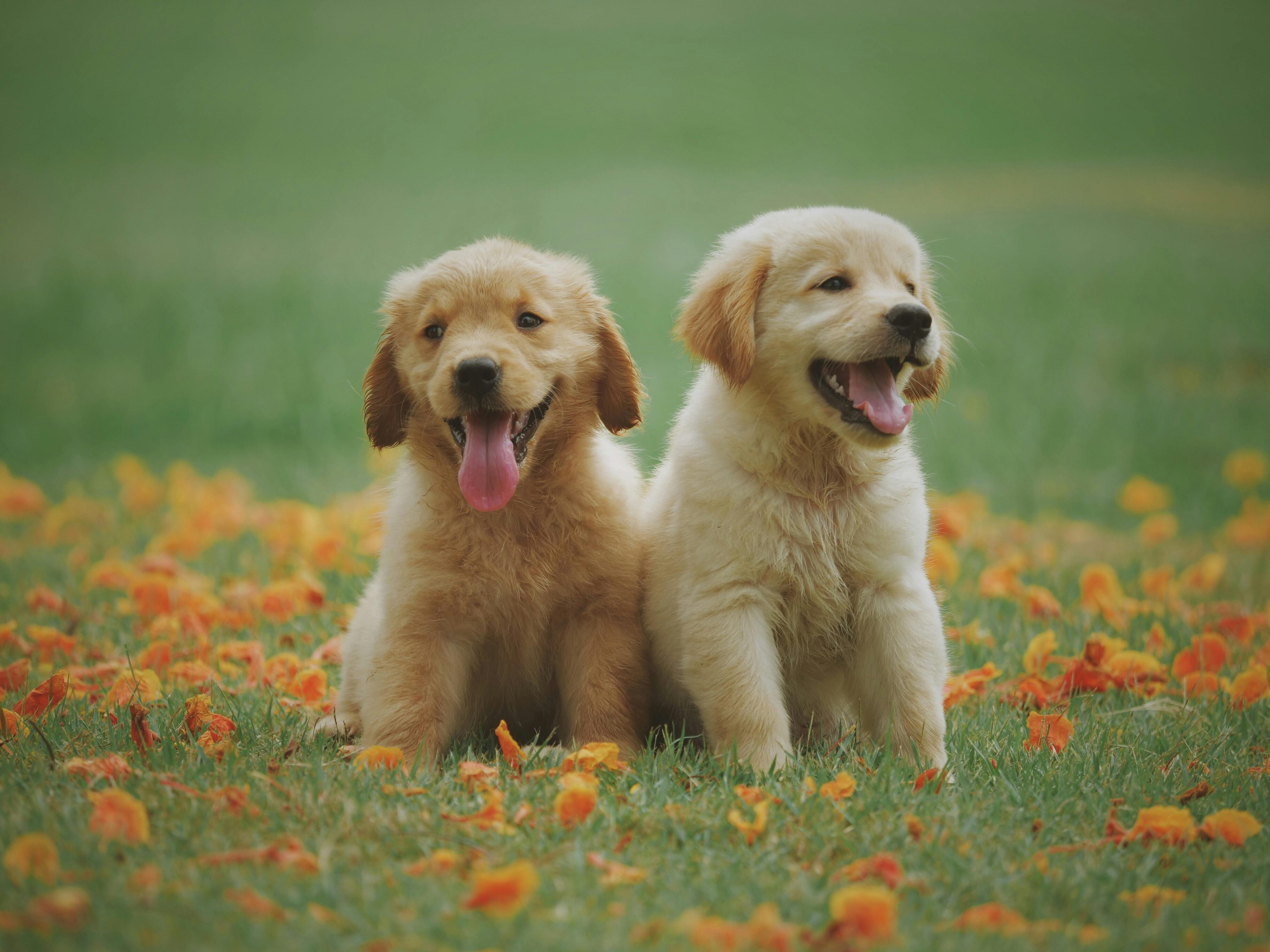 Nueva jornada de adopción animal para este fin de semana en Cali: Conozca cuándo y dónde será