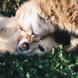 Licencia por muerte de mascotas: conozca cómo acceder a este permiso laboral en Colombia