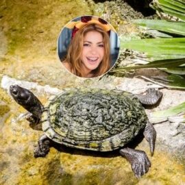 ¿Un fósil con el nombre de Shakira? Así es la nueva especie encontrada en desierto