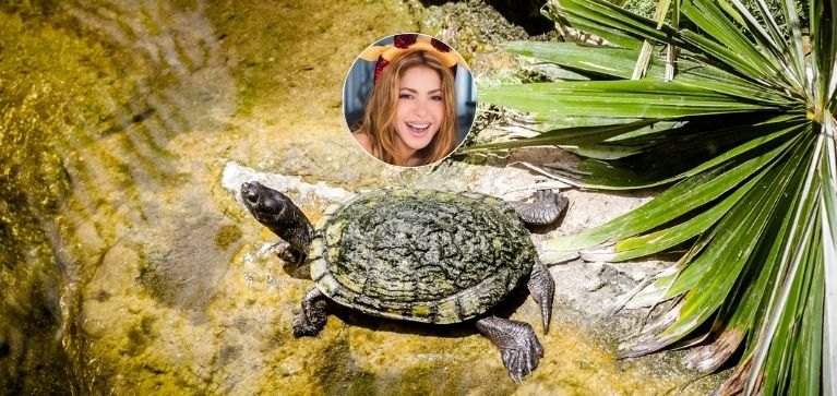 ¿Un fósil con el nombre de Shakira? Así es la nueva especie encontrada en desierto