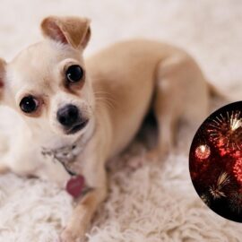 Día de Velitas en Cali dejó 110 animales afectados por pólvora en 2025