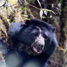 Murió Tamá, el oso andino que estaba a puertas de ser liberado: esto fue lo que sucedió