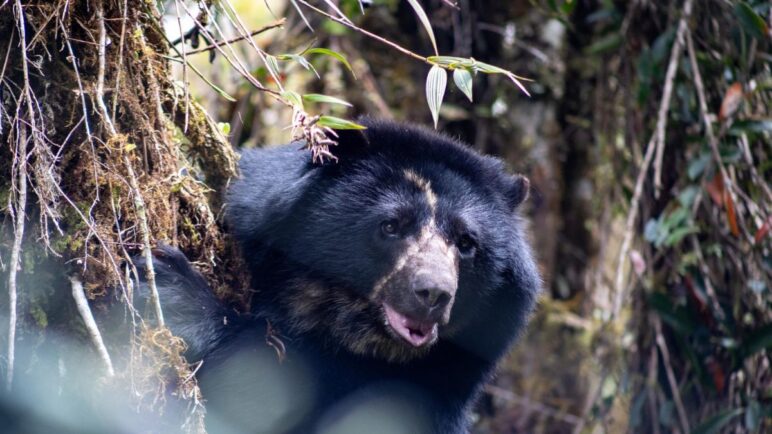 Murió Tamá, el oso andino que estaba a puertas de ser liberado: esto fue lo que sucedió