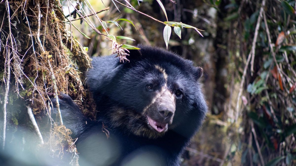 Murió Tamá, el oso andino que estaba a puertas de ser liberado: esto fue lo que sucedió