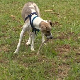 Así podrá reportar animales perdidos o afectados por la pólvora en el Valle