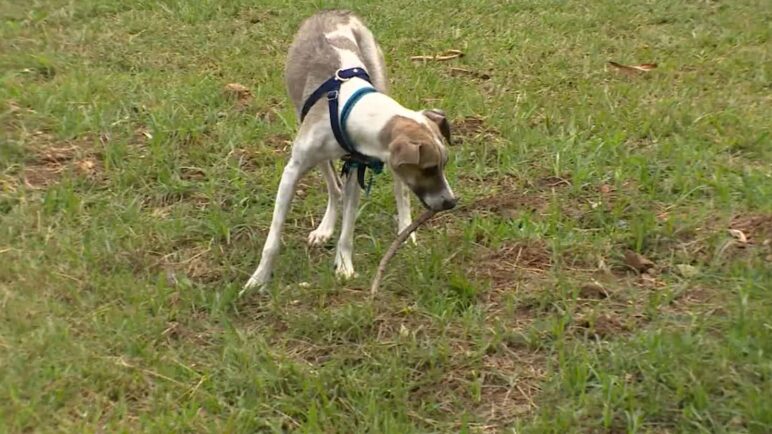 Así podrá reportar animales perdidos o afectados por la pólvora en el Valle