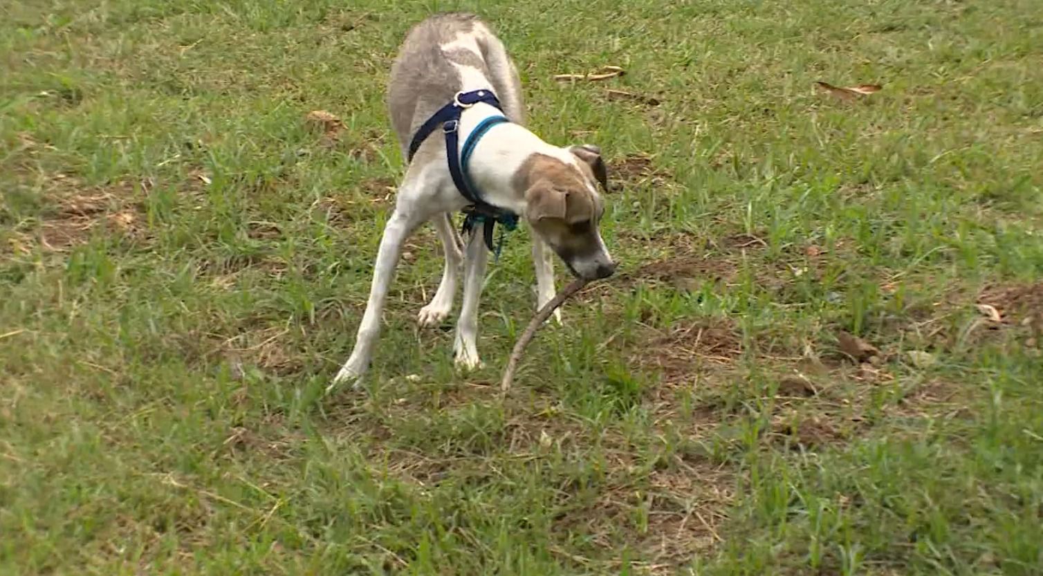 ¿Se le puede suministrar valeriana a un perrito para calmarlo? Todo lo que debe saber