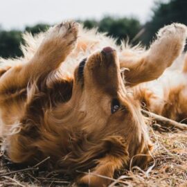 La adopción y la importancia de una segunda oportunidad de vida para cientos de animales