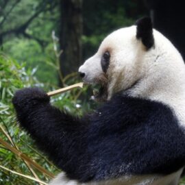 Pandas abandonan Japón y se irán a China: ¿a qué se debe?