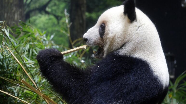 Pandas abandonan Japón y se irán a China: ¿a qué se debe?