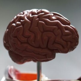 Las 5 etapas de vida del cerebro y su impacto a la salud y forma de vivir; la edad es clave