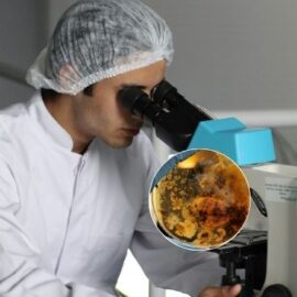 La bacteria descubierta por la Nasa que se "hace la muerta": ¿Es peligrosa?