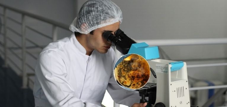 La bacteria descubierta por la Nasa que se "hace la muerta": ¿Es peligrosa?
