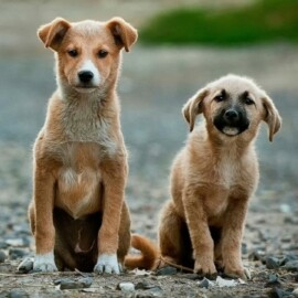Adopción en animales abandonados: Iniciativa impulsa encontrarle hogar a mascotas