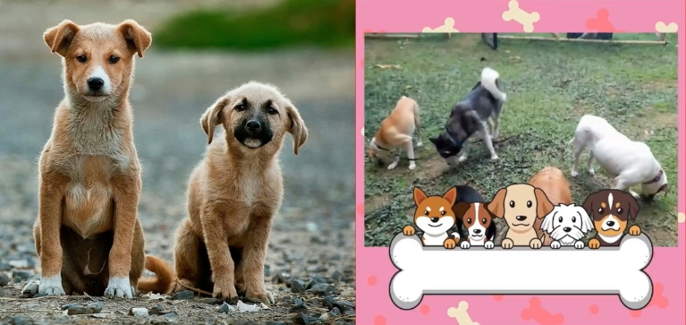 Adopción en animales abandonados: Iniciativa impulsa encontrarle hogar a mascotas