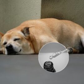 ¿Se le puede suministrar valeriana a un perrito para calmarlo? Todo lo que debe saber