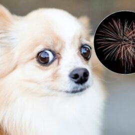 Técnicas para calmar a tu mascota cuando quemen pólvora: Evite sustos