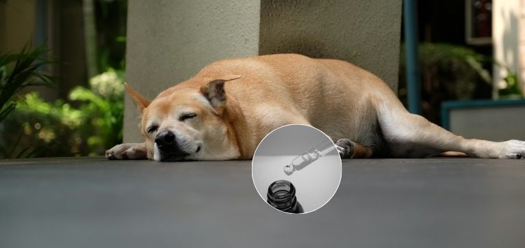¿Se le puede suministrar valeriana a un perrito para calmarlo? Todo lo que debe saber