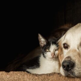 Fundaciones redoblan esfuerzos ante el aumento del abandono animal en Cali