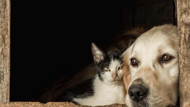 Fundaciones redoblan esfuerzos ante el aumento del abandono animal en Cali