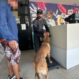'Zafir', el perro que resultó herido tras atentado en Mariano Ramos, ¿cuál es su estado de salud?