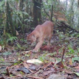 Imágenes: Puma quedó captado en zona protegida de los Farallones en Cali