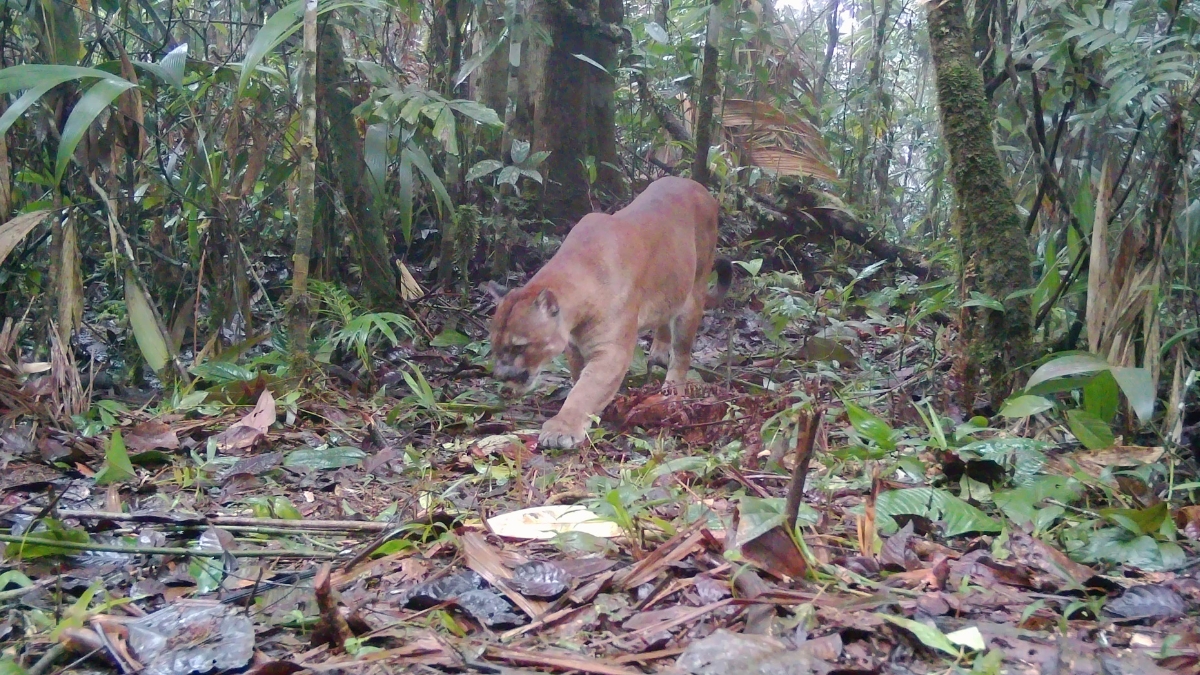 Imágenes: Puma quedó captado en zona protegida de los Farallones en Cali
