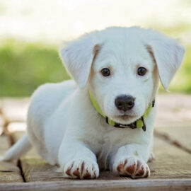 Seis perritos esperan un hogar en Cali: así puede adoptarlos