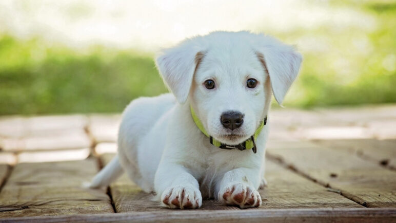 Seis perritos esperan un hogar en Cali: así puede adoptarlos