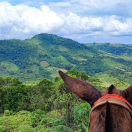 Agroecología y resistencia territorial: docentes UAO analizan prácticas afro-campesinas en el Cauca