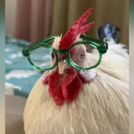 Taco, el gallo que vive como 'rey' y se volvió viral en redes sociales