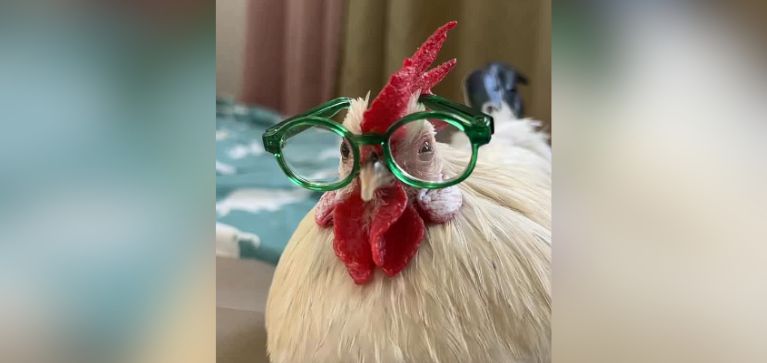 Taco, el gallo que vive como 'rey' y se volvió viral en redes sociales