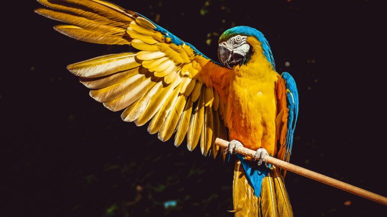 Video: guacamaya vuela junto al ciclista Diego Pescador durante un entrenamiento en el Quindío