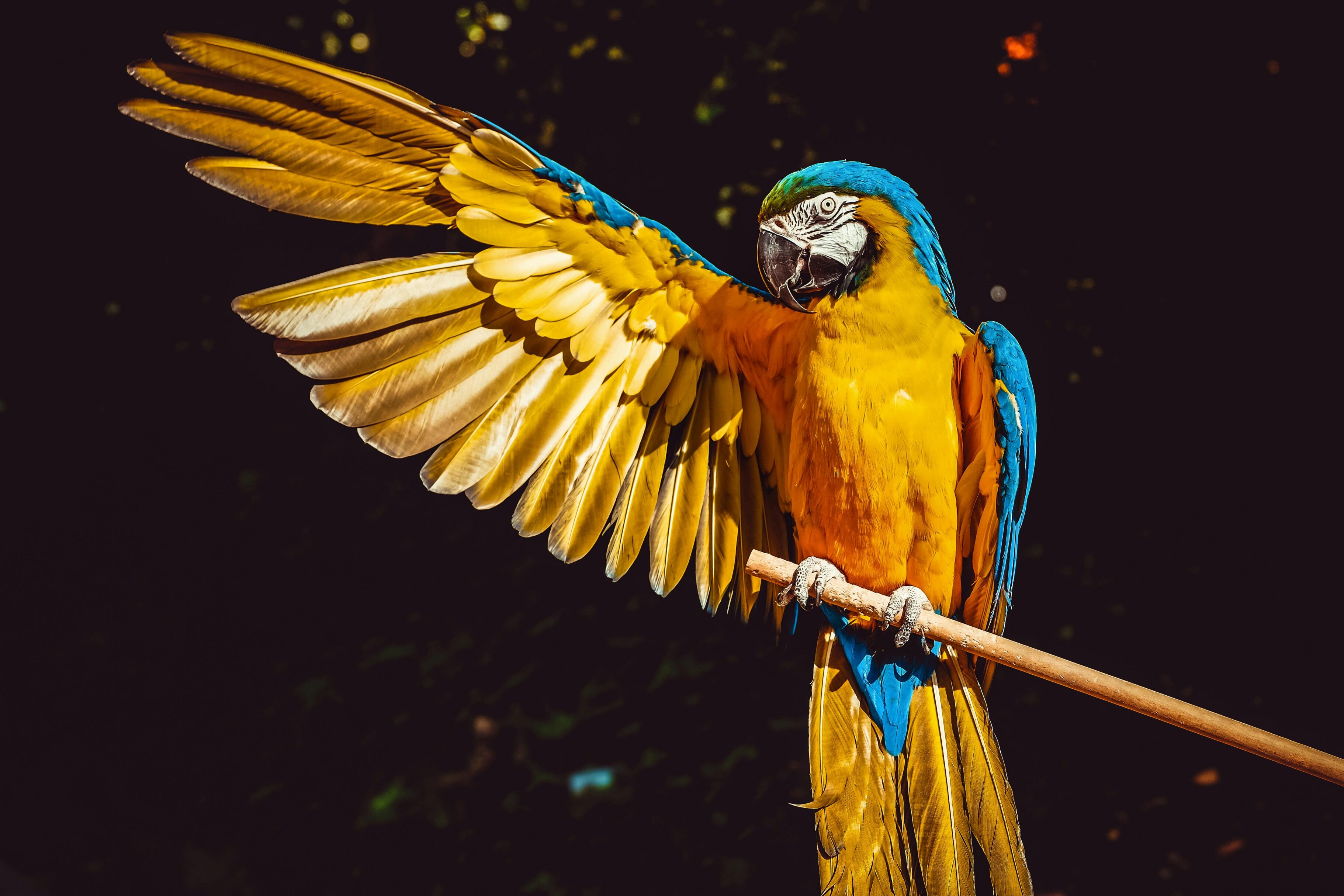 Video: guacamaya vuela junto al ciclista Diego Pescador durante un entrenamiento en el Quindío