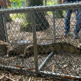 Dagma reubicará en el Pacífico babilla del humedal 'Lago de la Babilla' de Cali
