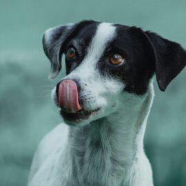 Habrá jornada de adopción animal en Cali este fin de semana, ¿dónde y cuándo se realizará?