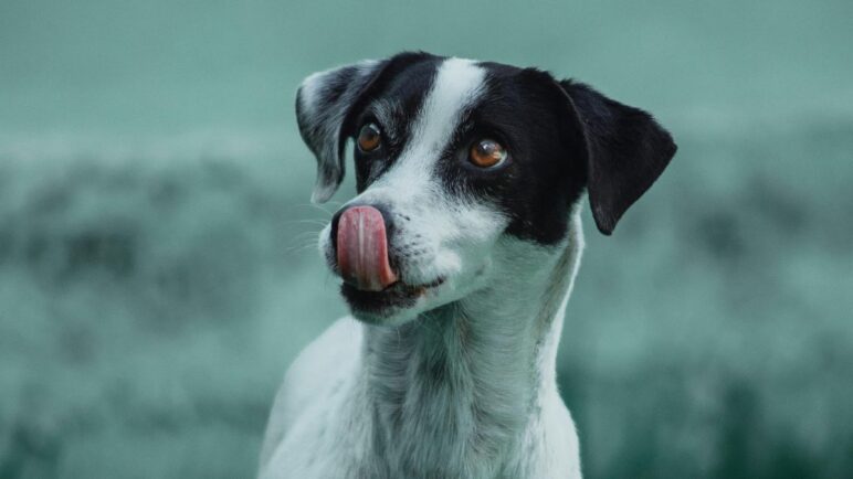 Habrá jornada de adopción animal en Cali este fin de semana, ¿dónde y cuándo se realizará?