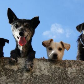 Habrá jornada de adopción de perritos en Cali este fin de semana, ¿dónde y cuándo se realizará?