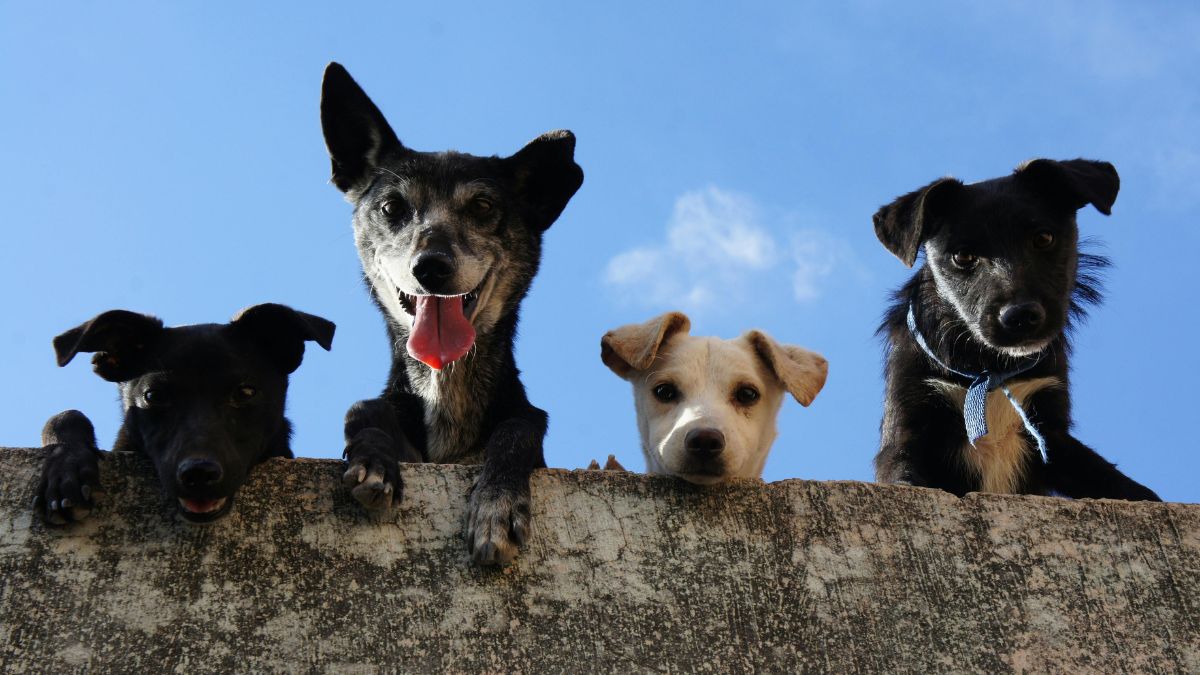 Habrá jornada de adopción de perritos en Cali este fin de semana, ¿dónde y cuándo se realizará?