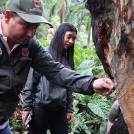 Imágenes: Así avanza la intervención de La Ceiba 'legendaria' del Bajo Aguacatal