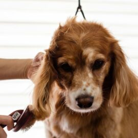 ¿Cuál es la dieta ideal para los animales en su etapa adulta? Esto recomiendan los expertos