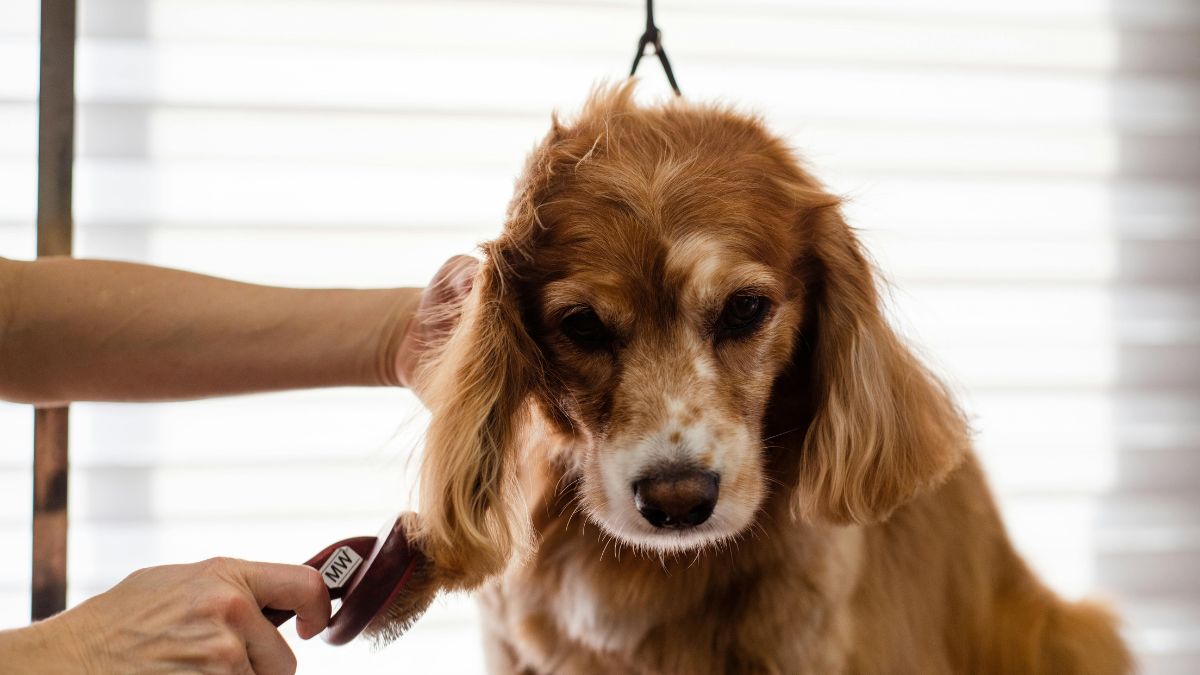 ¡Los alimentos más peligrosos para las mascotas! Evite problemas e intoxicaciones