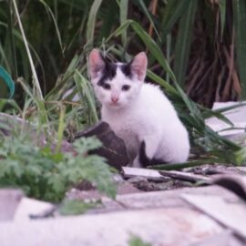 Autoridades activan ruta para atender caso de gatos en el barrio San Judas
