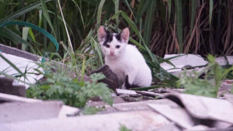 Autoridades activan ruta para atender caso de gatos en el barrio San Judas