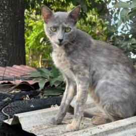Preocupación por fallecimiento de gatos en el barrio de San Judas; comunidad alerta a las autoridades