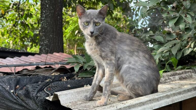 Preocupación por fallecimiento de gatos en el barrio de San Judas; comunidad alerta a las autoridades